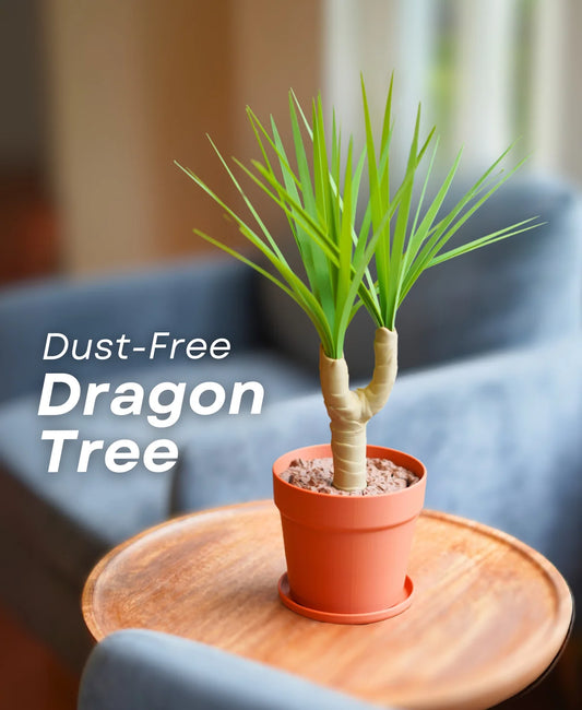 Dust-Free Dragon Tree | The Brush, Trashcan, Dustpan (all-in-one Plant)