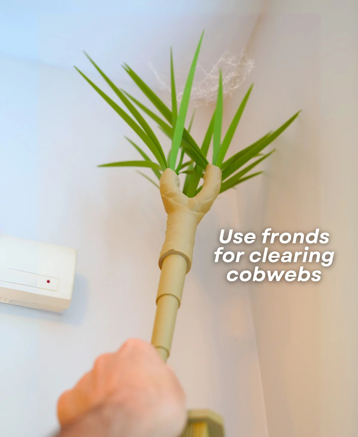 Dust-Free Dragon Tree | The Brush, Trashcan, Dustpan (all-in-one Plant)