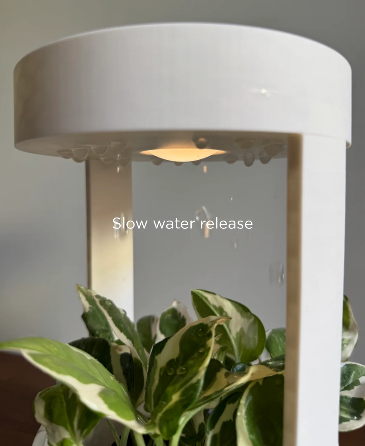 Lantern, desk vase with grow light and drip tray