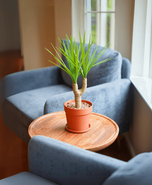 Dust-Free Dragon Tree | The Brush, Trashcan, Dustpan (all-in-one Plant)