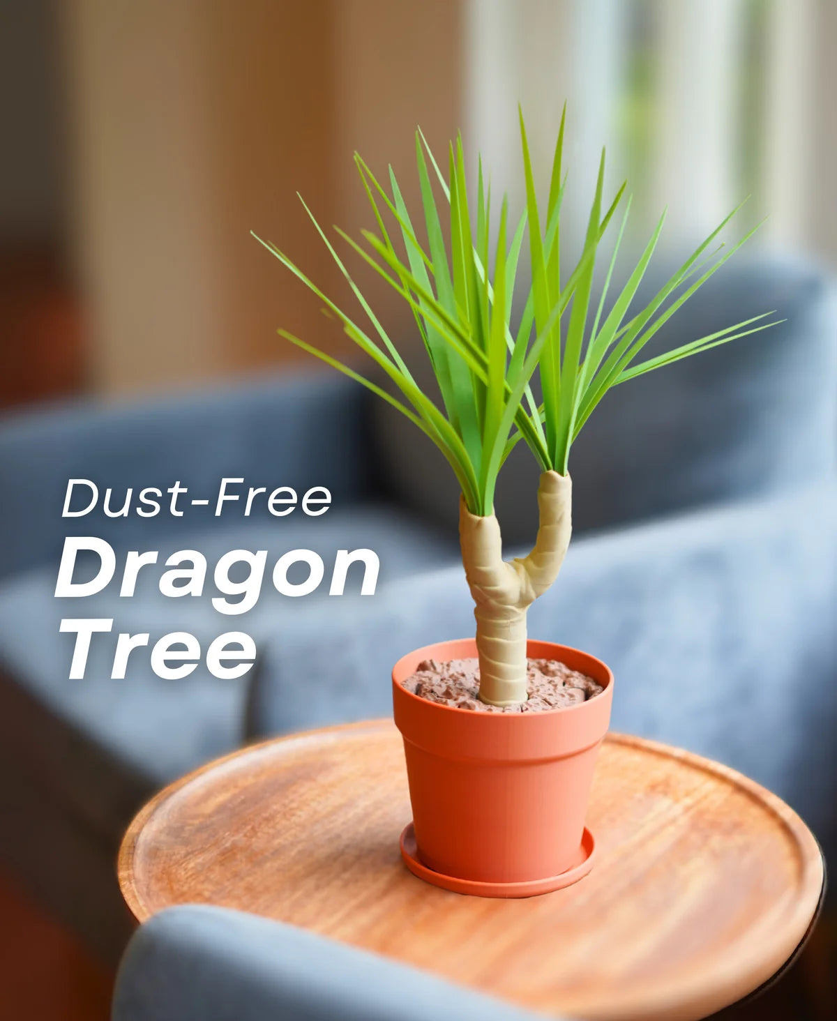 Dust-Free Dragon Tree | The Brush, Trashcan, Dustpan (all-in-one Plant)