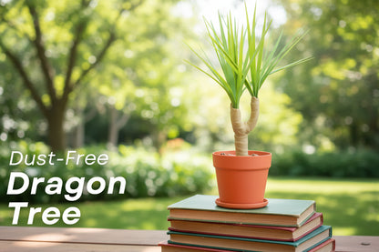 Dust-Free Dragon Tree | The Brush, Trashcan, Dustpan (all-in-one Plant)