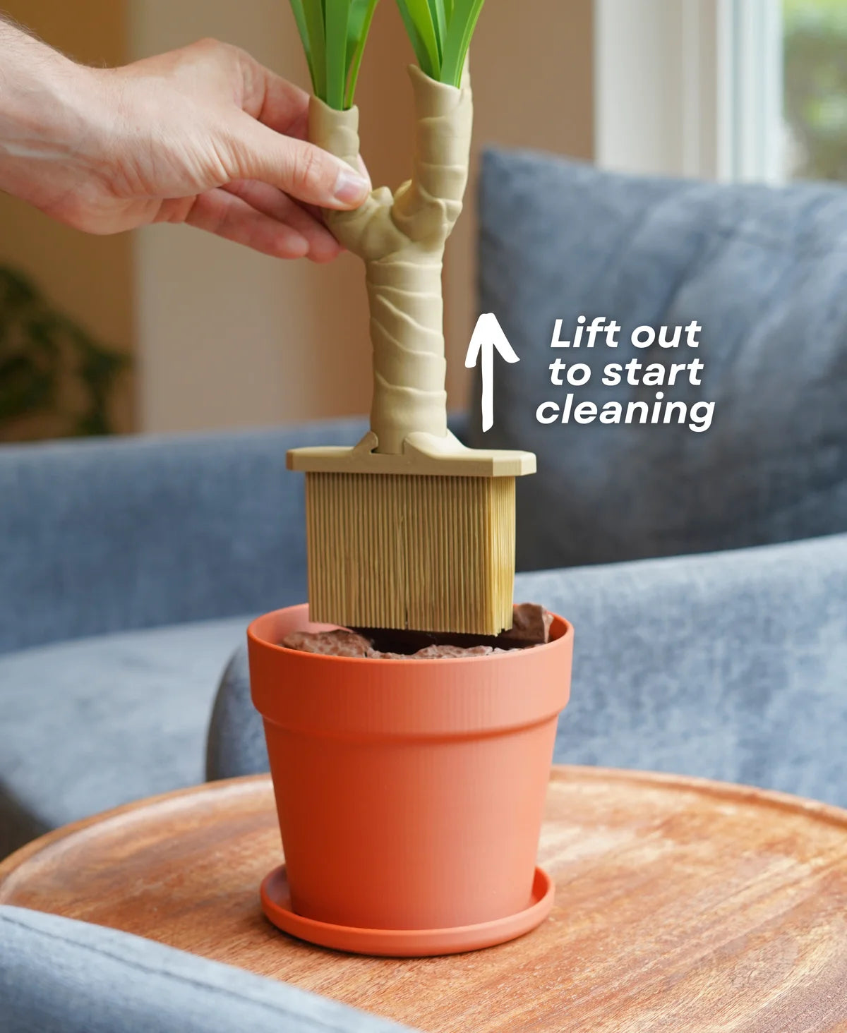 Dust-Free Dragon Tree | The Brush, Trashcan, Dustpan (all-in-one Plant)