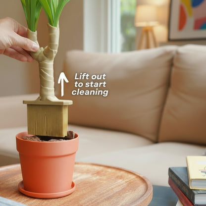Dust-Free Dragon Tree | The Brush, Trashcan, Dustpan (all-in-one Plant)