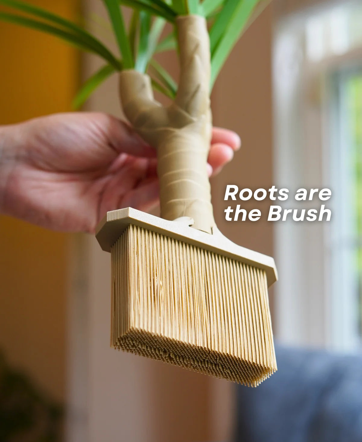 Dust-Free Dragon Tree | The Brush, Trashcan, Dustpan (all-in-one Plant)