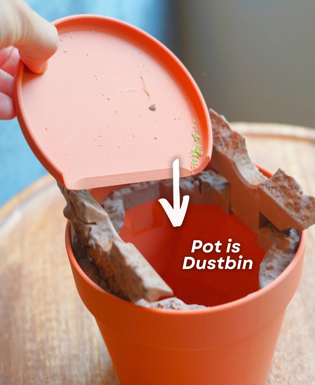 Dust-Free Dragon Tree | The Brush, Trashcan, Dustpan (all-in-one Plant)
