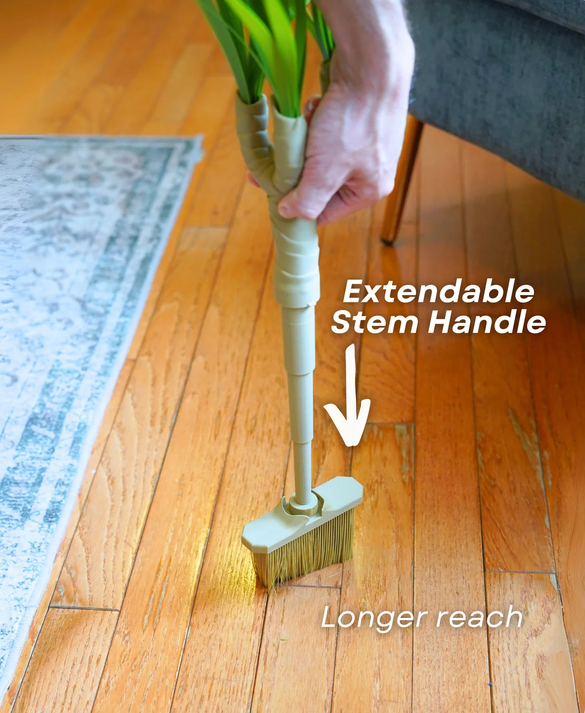 Dust-Free Dragon Tree | The Brush, Trashcan, Dustpan (all-in-one Plant)