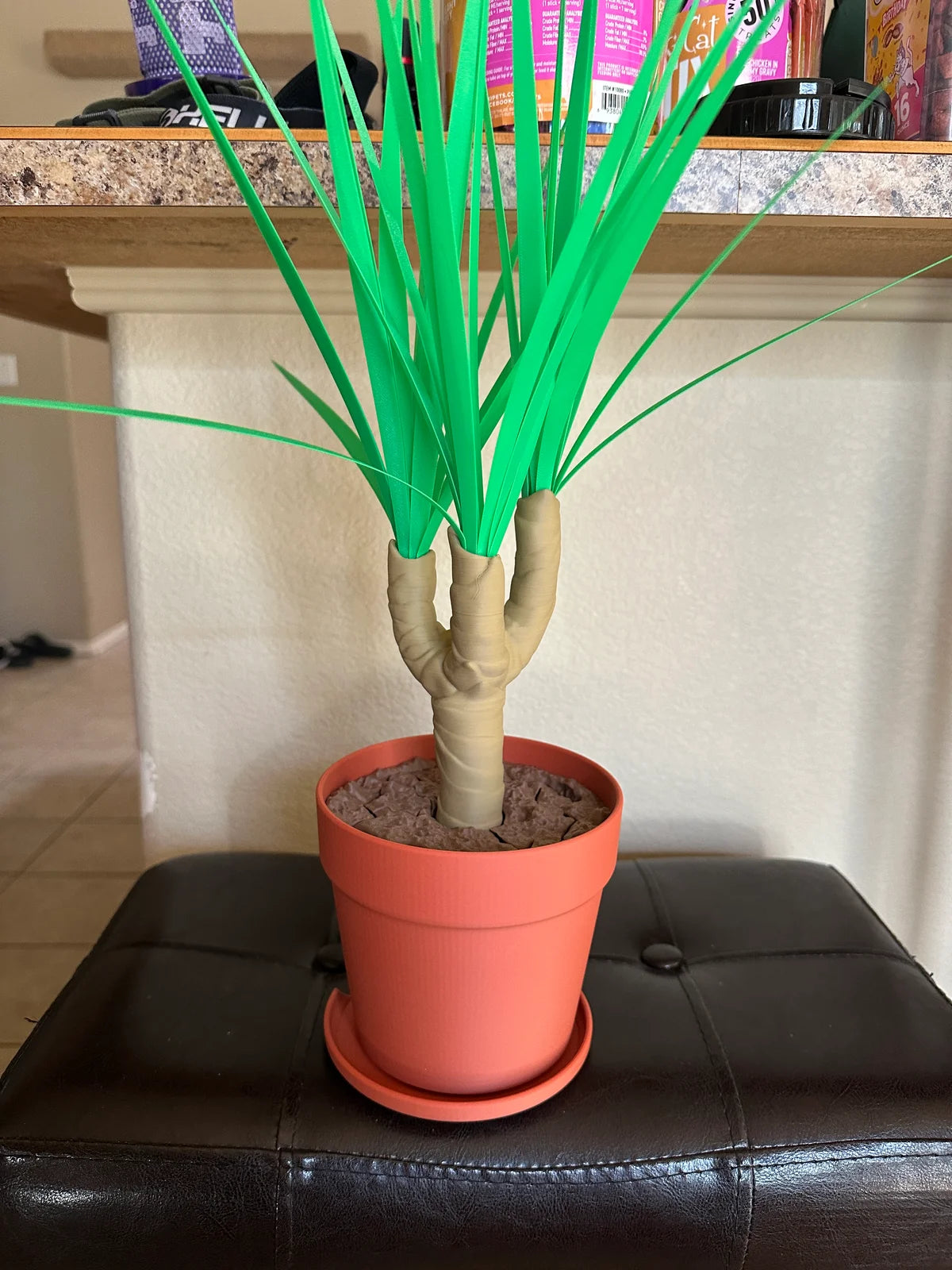 Dust-Free Dragon Tree | The Brush, Trashcan, Dustpan (all-in-one Plant)